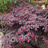 Loropétale Black Pearl - Willemse