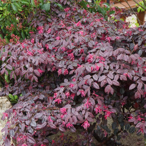 Loropétale Black Pearl - Willemse