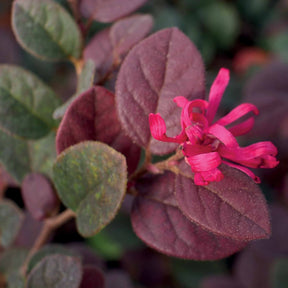Loropetalum chinense Black Pearl - Loropétale Black Pearl - Loropétale