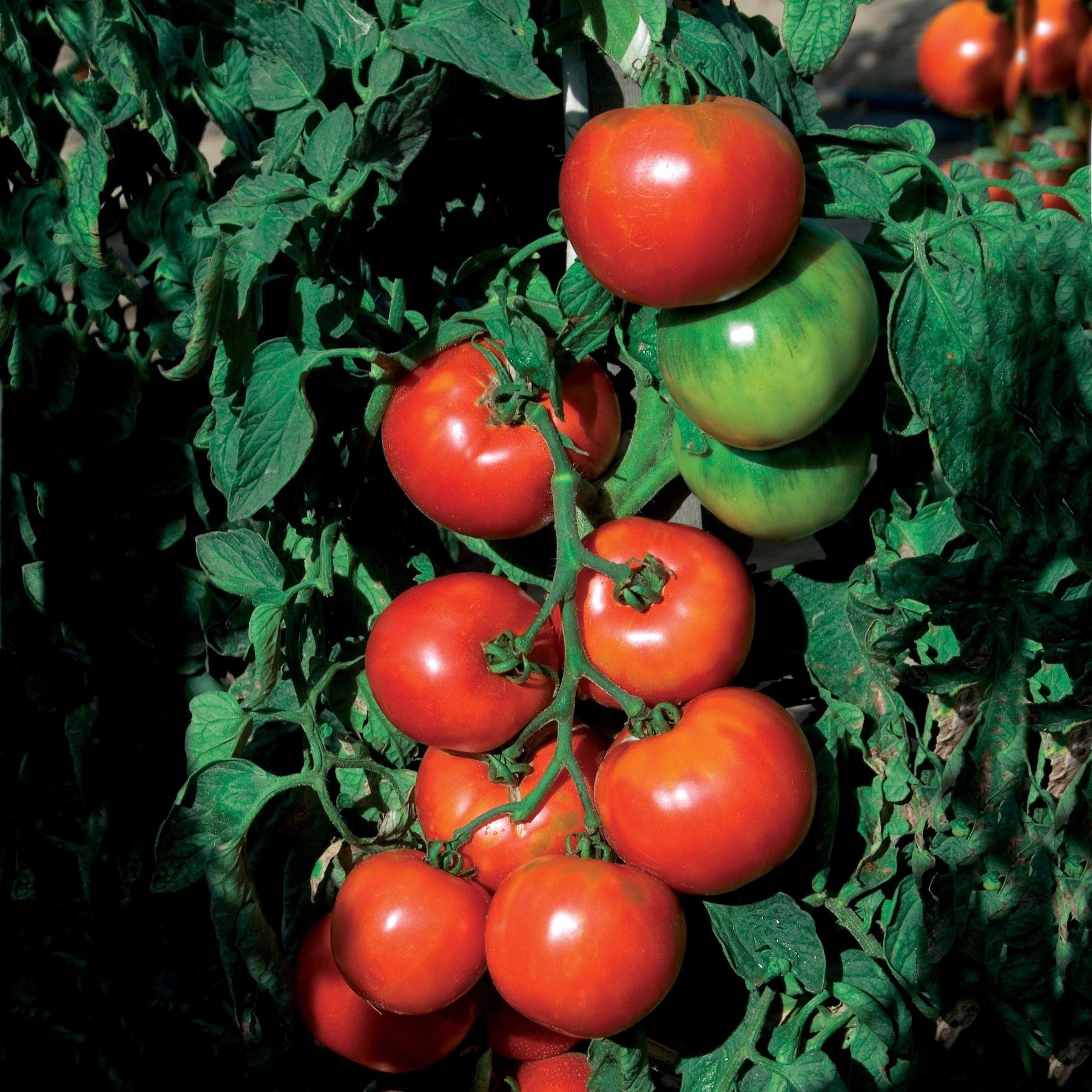 Tomates - Tomate Pyros HF1 - Solanum lycopersicum pyros hf1 (obtention clause)