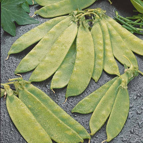 Pois mangetout Oregon Giant - Pisum sativum oregon giant - Willemse