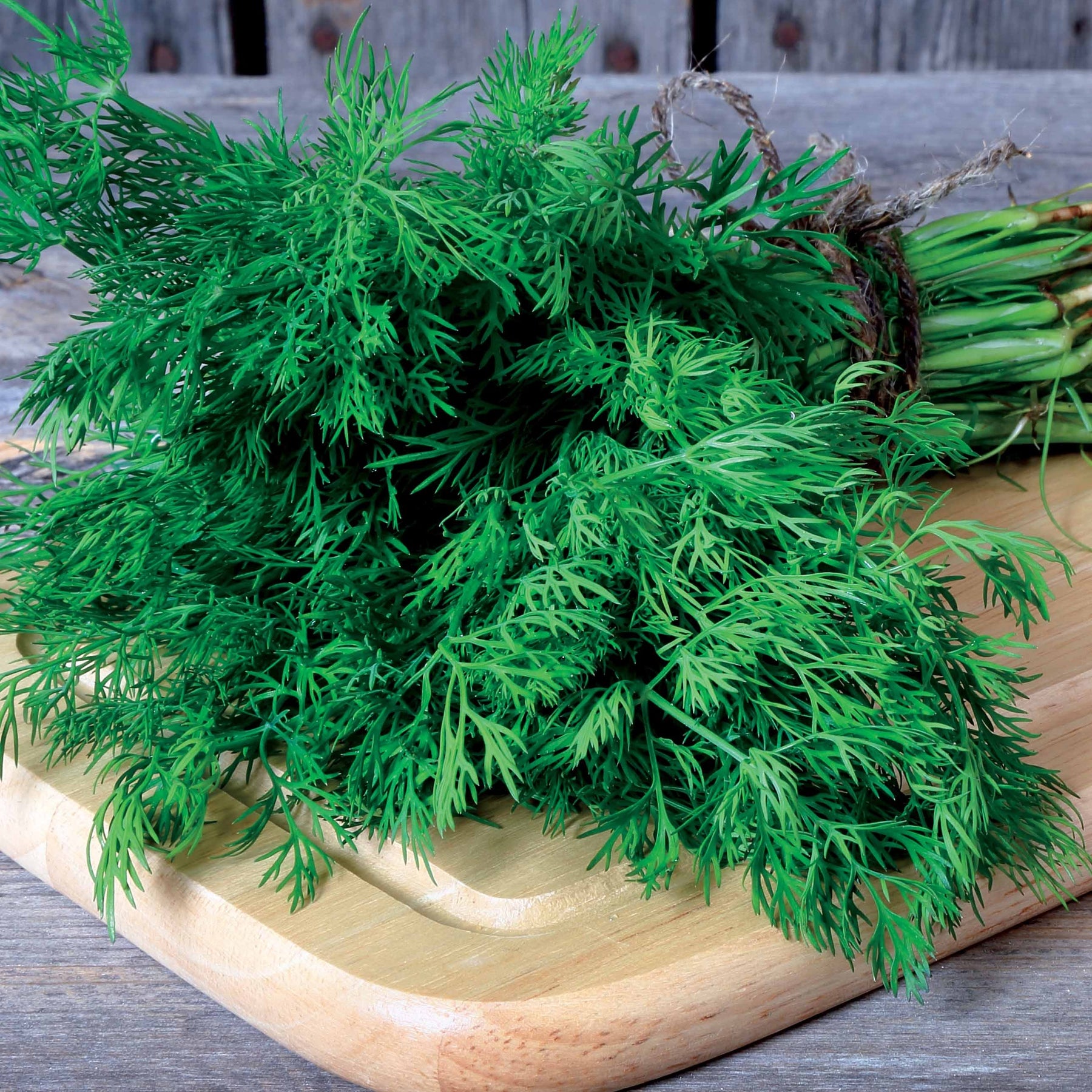 Vente Aneth Bouquet - Anethum graveolens bouquet