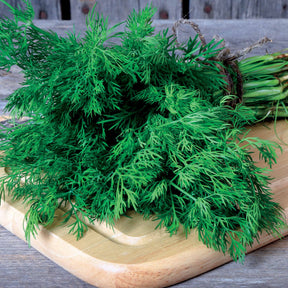 Vente Aneth Bouquet - Anethum graveolens bouquet