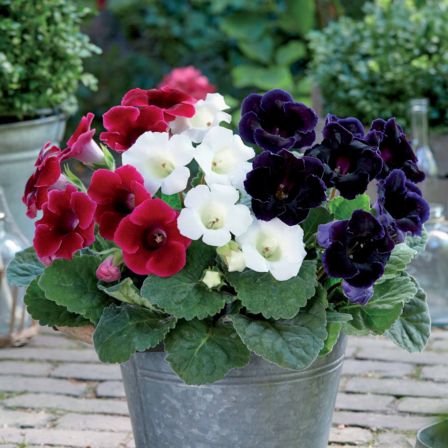 3 Gloxinias rouge, blanc, bleu en mélange - Willemse