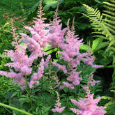 3 Astilbes Nouvelle vague - Willemse