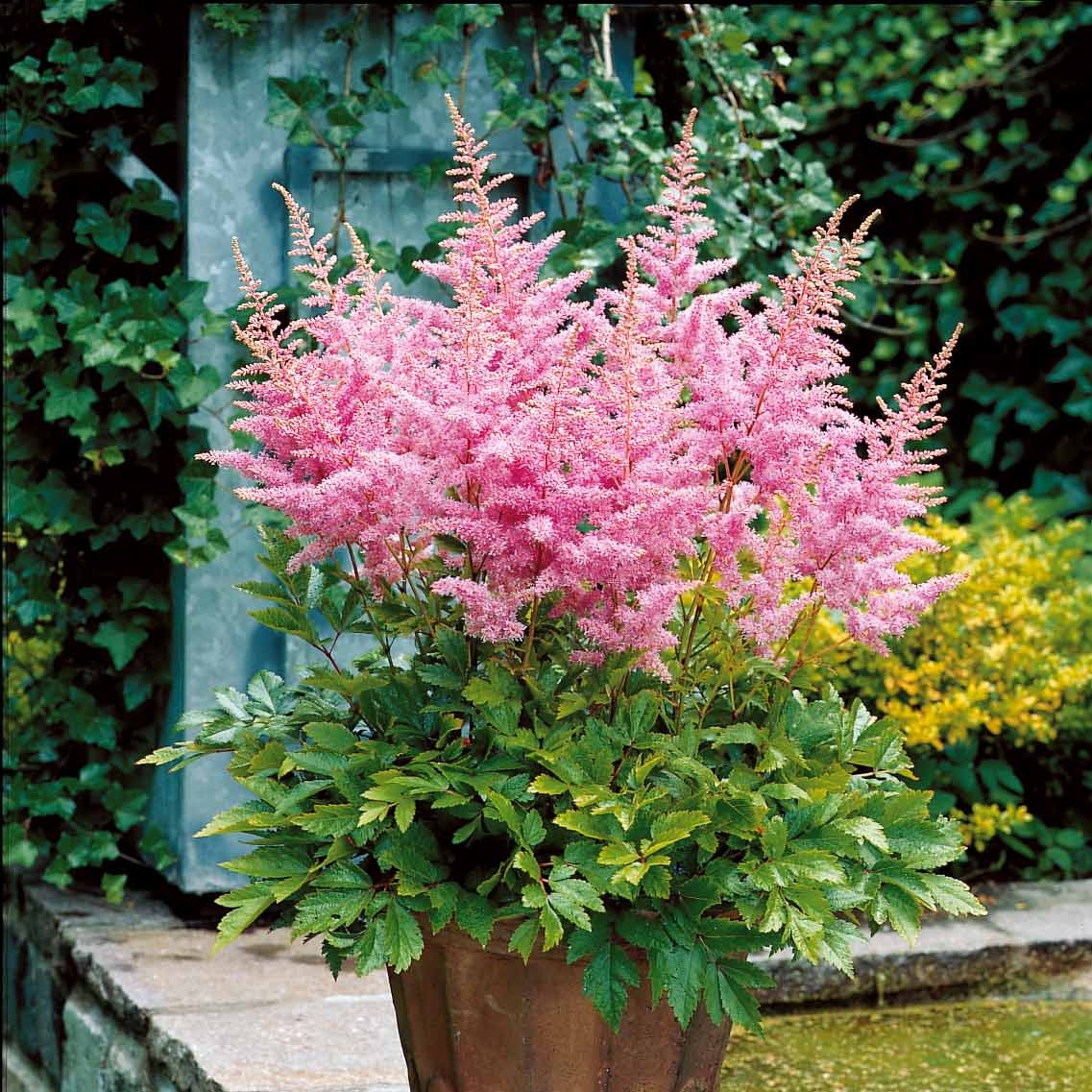 Astilbe new wave - 3 Astilbes Nouvelle vague - Astilbe