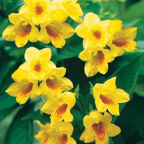 Weigela middendorffiana - Weigelia jaune - Weigelias