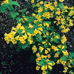 Weigelias - Weigelia jaune - Weigela middendorffiana