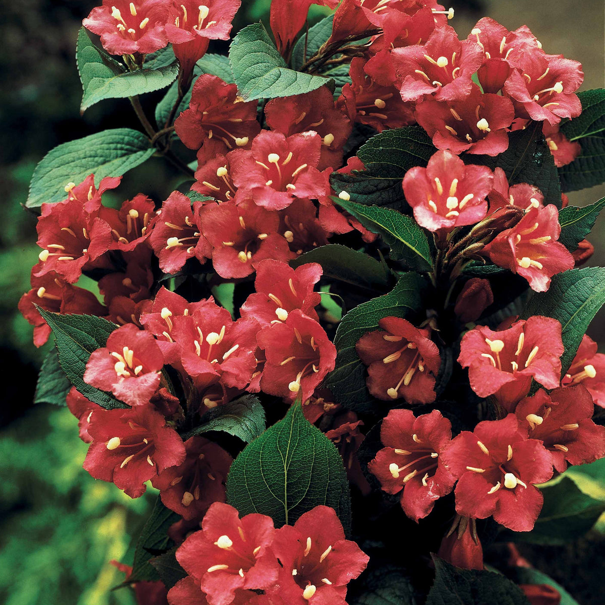 Weigelia rouge sur tige - Willemse