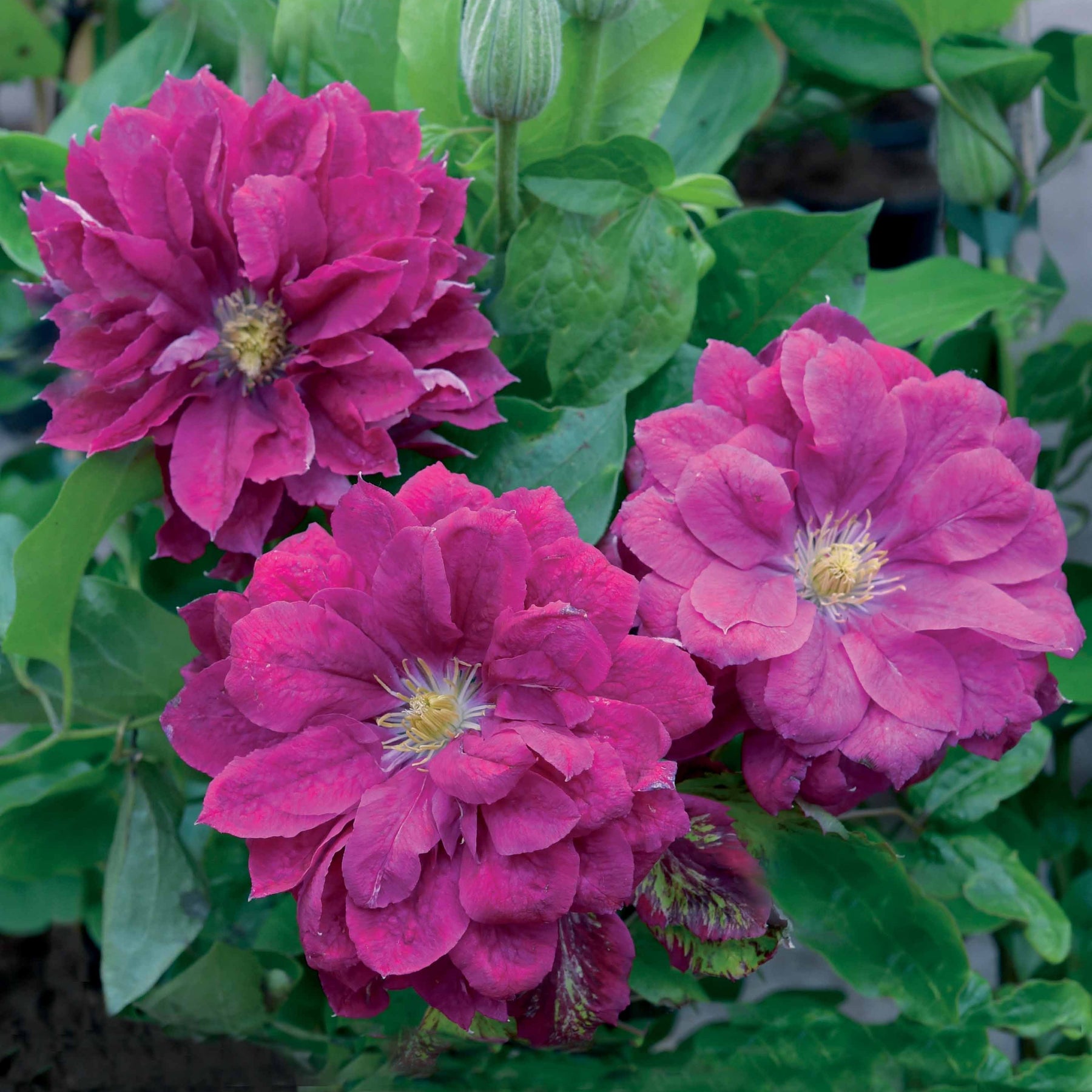 Clématite Red Star - Willemse