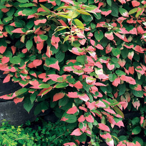 Actinidia kolomikta - Kiwi d'ornement panaché - Actinidia Kiwi