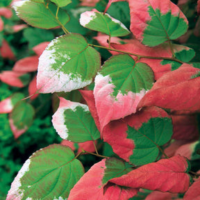 Actinidia Kiwi - Kiwi d'ornement panaché - Actinidia kolomikta