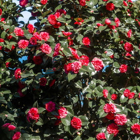 Camélia du Japon à fleurs doubles rouge - Camellia japonica Lady Campbell - Willemse