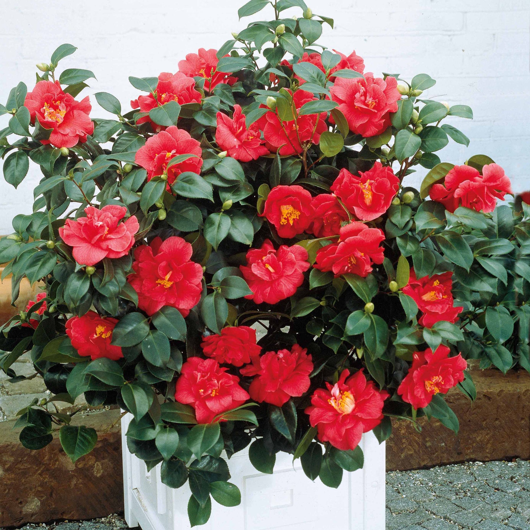 Vente Camélia du Japon à fleurs doubles rouge