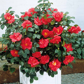 Vente Camélia du Japon à fleurs doubles rouge