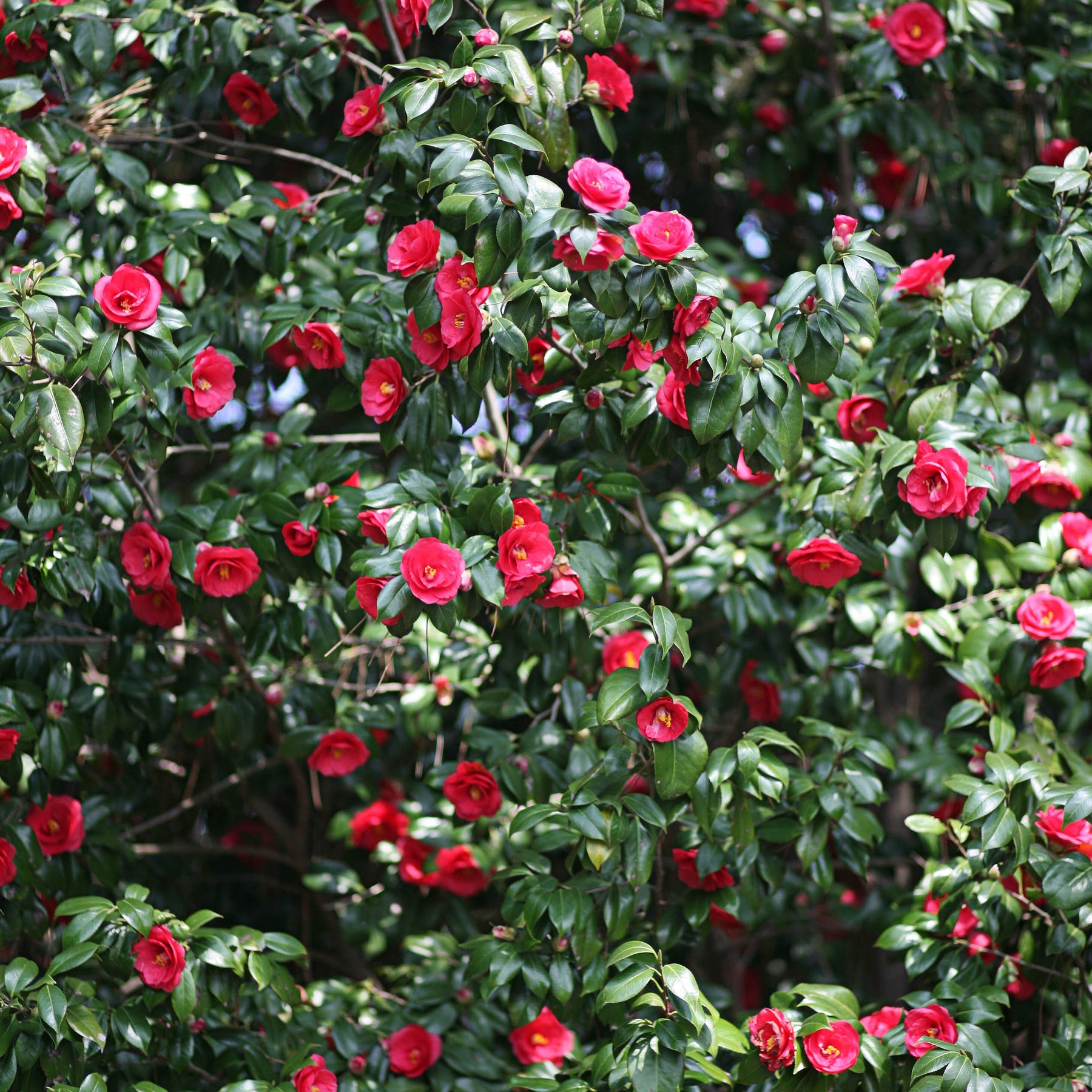 Camélias - Camélia du Japon à fleurs doubles rouge - Camellia japonica Lady Campbell