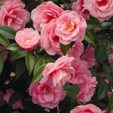 Camélia du Japon à fleurs doubles rose - Willemse