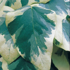 Hedera colchica dentata variegata - Lierre de Colchide panaché - Lierres