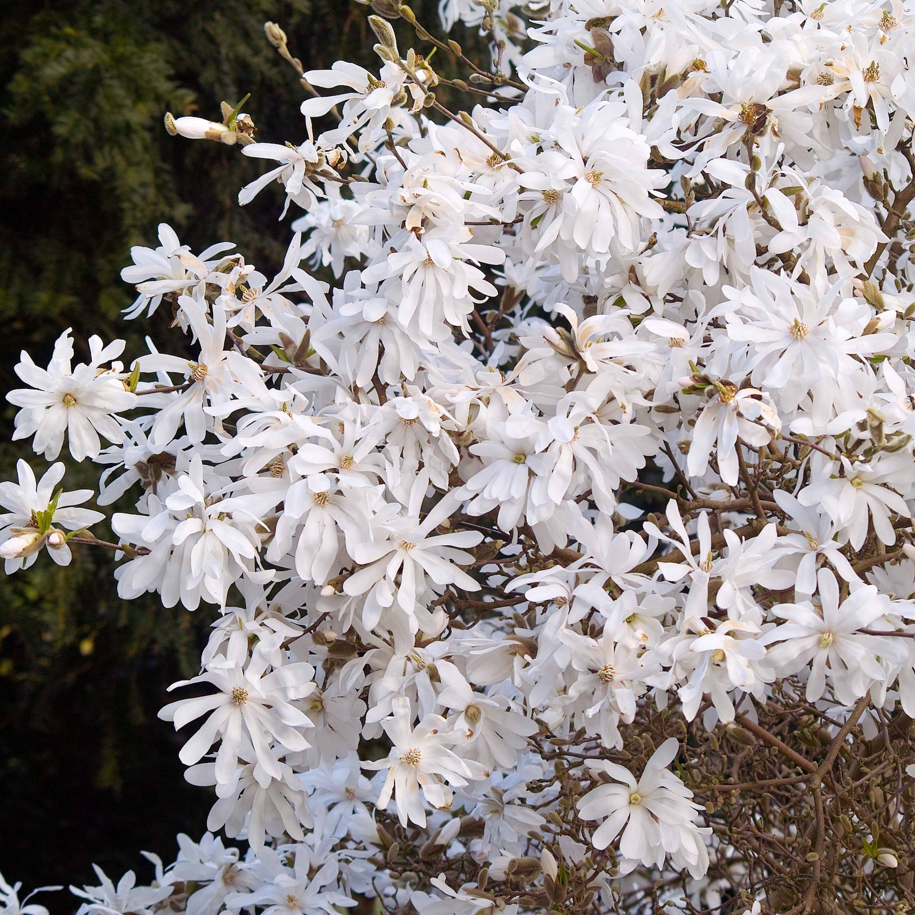 Vente Magnolia étoilé - Magnolia stellata