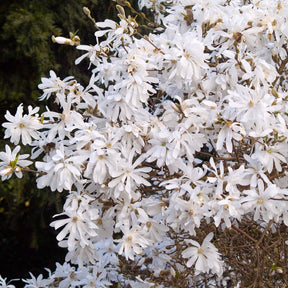 Vente Magnolia étoilé - Magnolia stellata