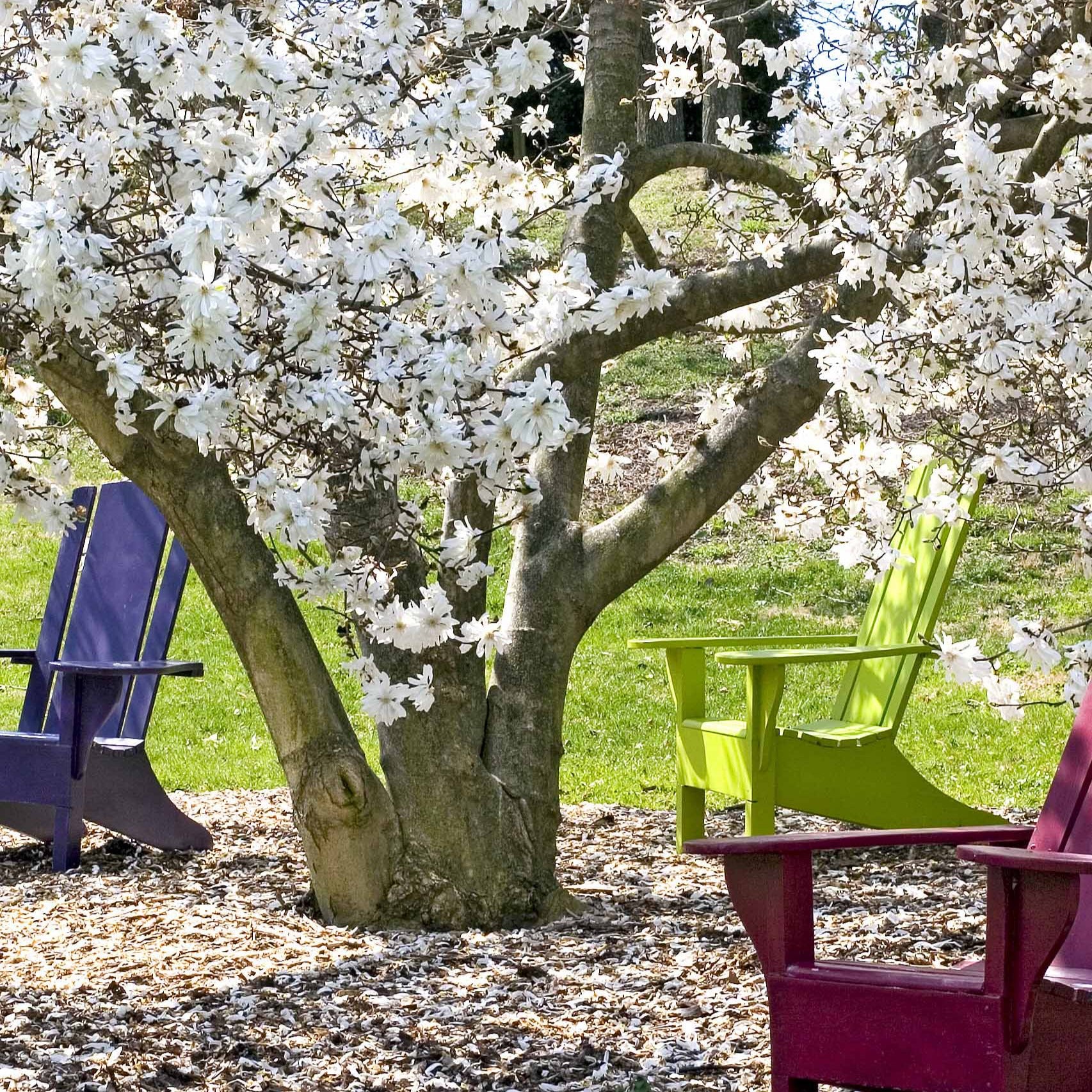 Vente Magnolia étoilé