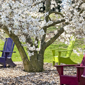 Vente Magnolia étoilé