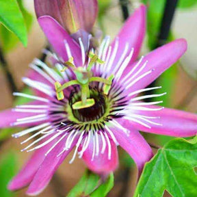 Passiflora caerulea victoria - Passiflore Victoria - Passiflores