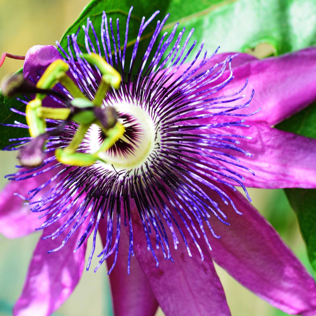 Passiflore Lavender lady - Willemse