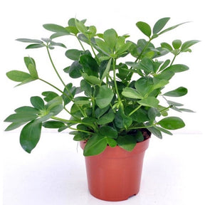 Plantes vertes - Schefflera - Schefflera arboricola