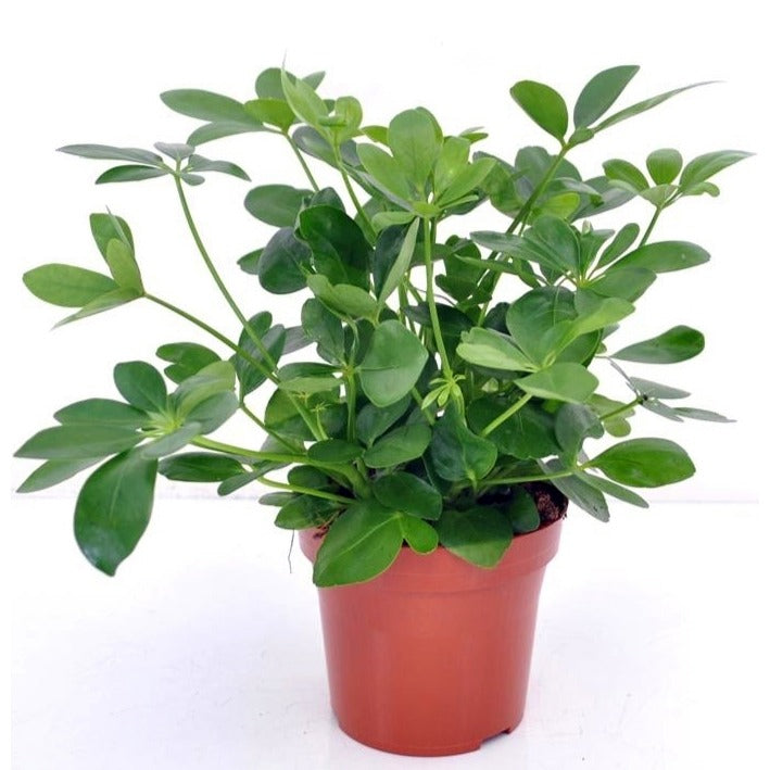 Plantes vertes - Schefflera - Schefflera arboricola