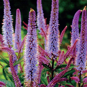 Pimprenelle - Collection de 5 Pimprenelles et de Veroniques - Sanguisorba obtusa, Veronicastrum virginicum Cupid