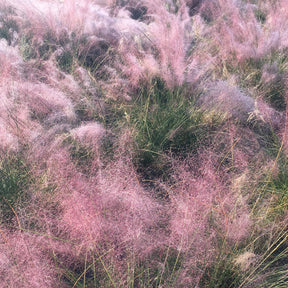 Vente 2 Herbes aux épis roses