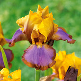 2 Iris de jardin Lasso marron - Willemse