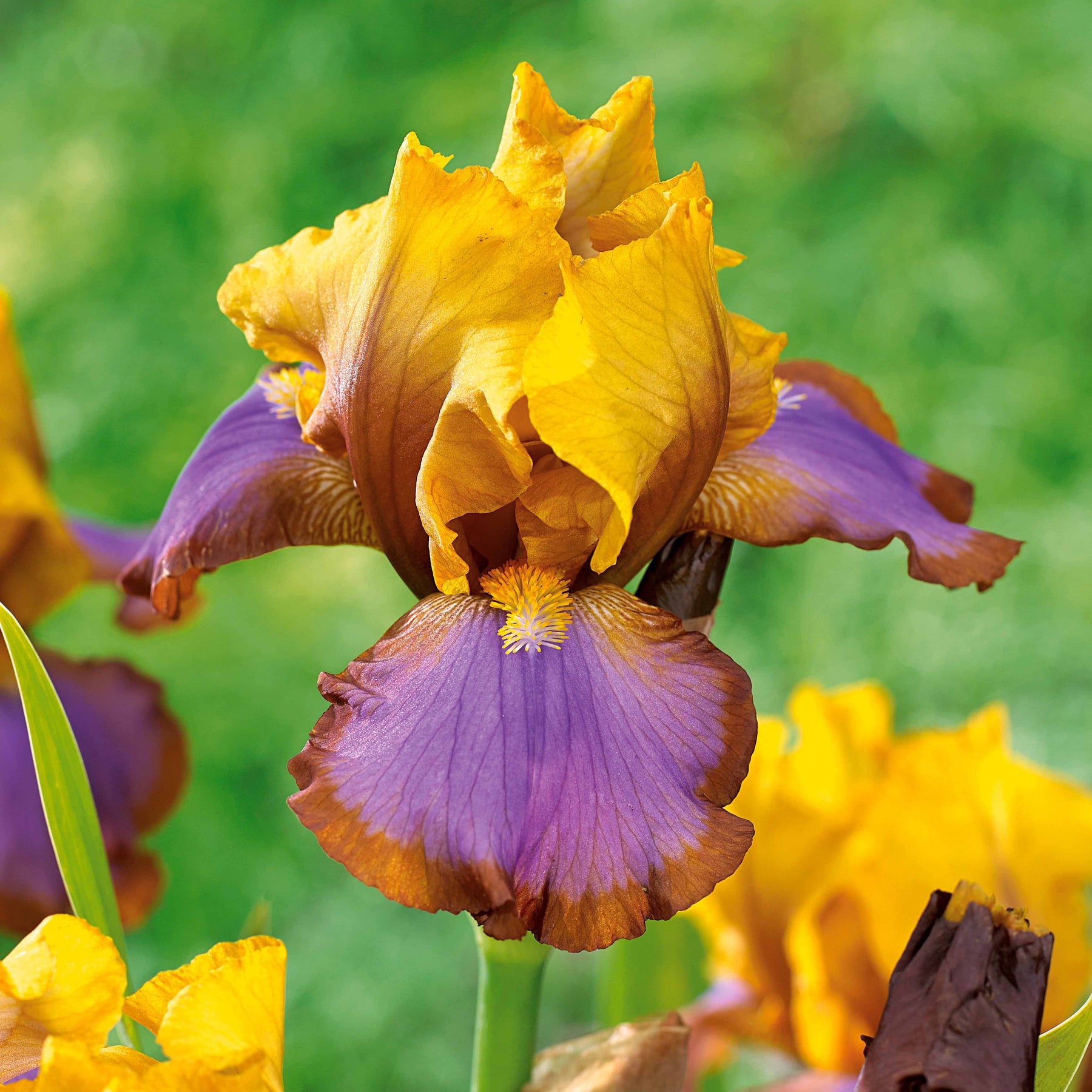 2 Iris de jardin Lasso marron - Willemse