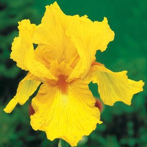 Iris germanica sangreal - 2 Iris de jardin Sangreal - Iris de jardin