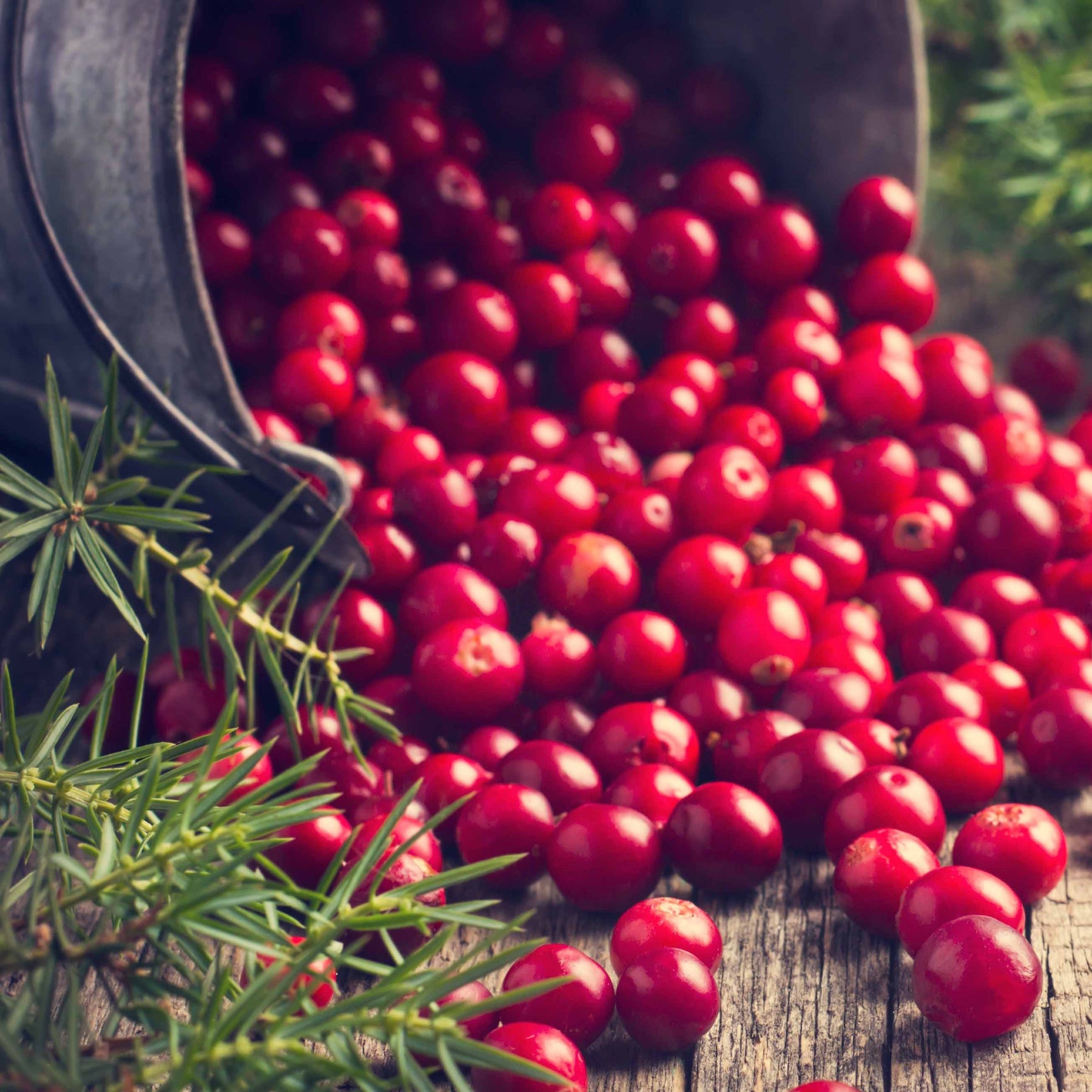 Vente Canneberge - Cranberry