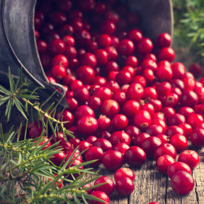 Vente Canneberge - Cranberry