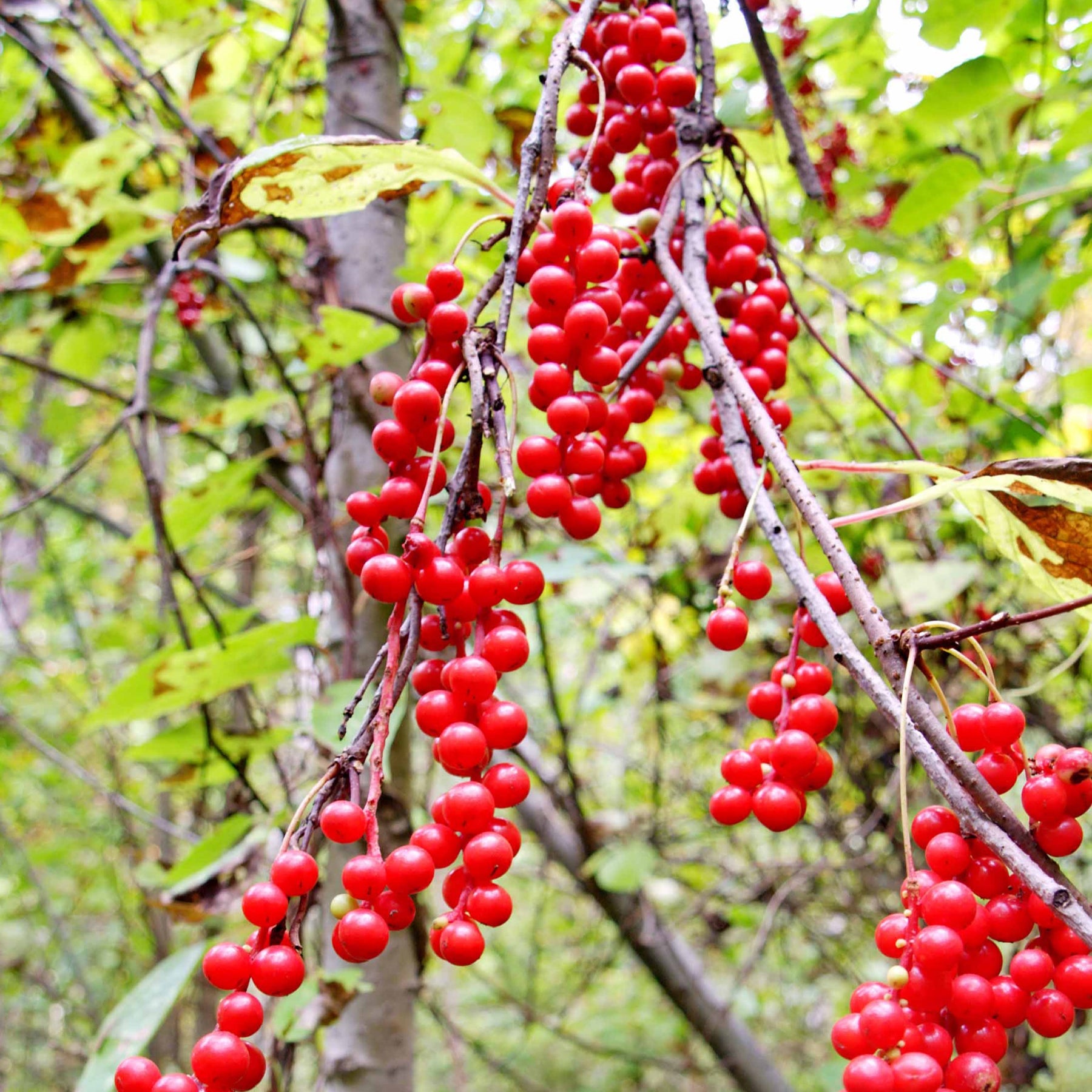 Fruit de la vitalité - Schisandra chinensis - Willemse