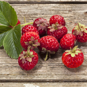 2 Fraisiers Framberry ® - Willemse