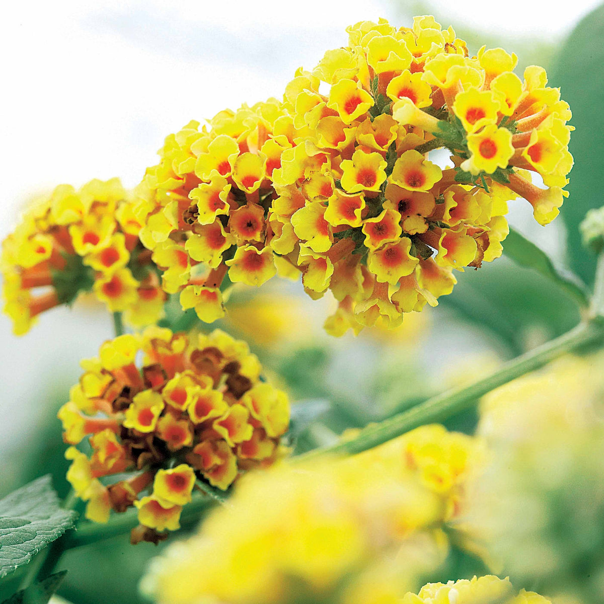 Arbre à papillons Sungold - Buddleja x weyeriana Sungold - Willemse