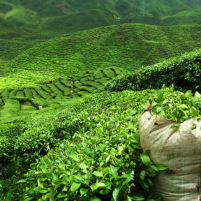 Camellia sinensis - Théier - Plantes vertes
