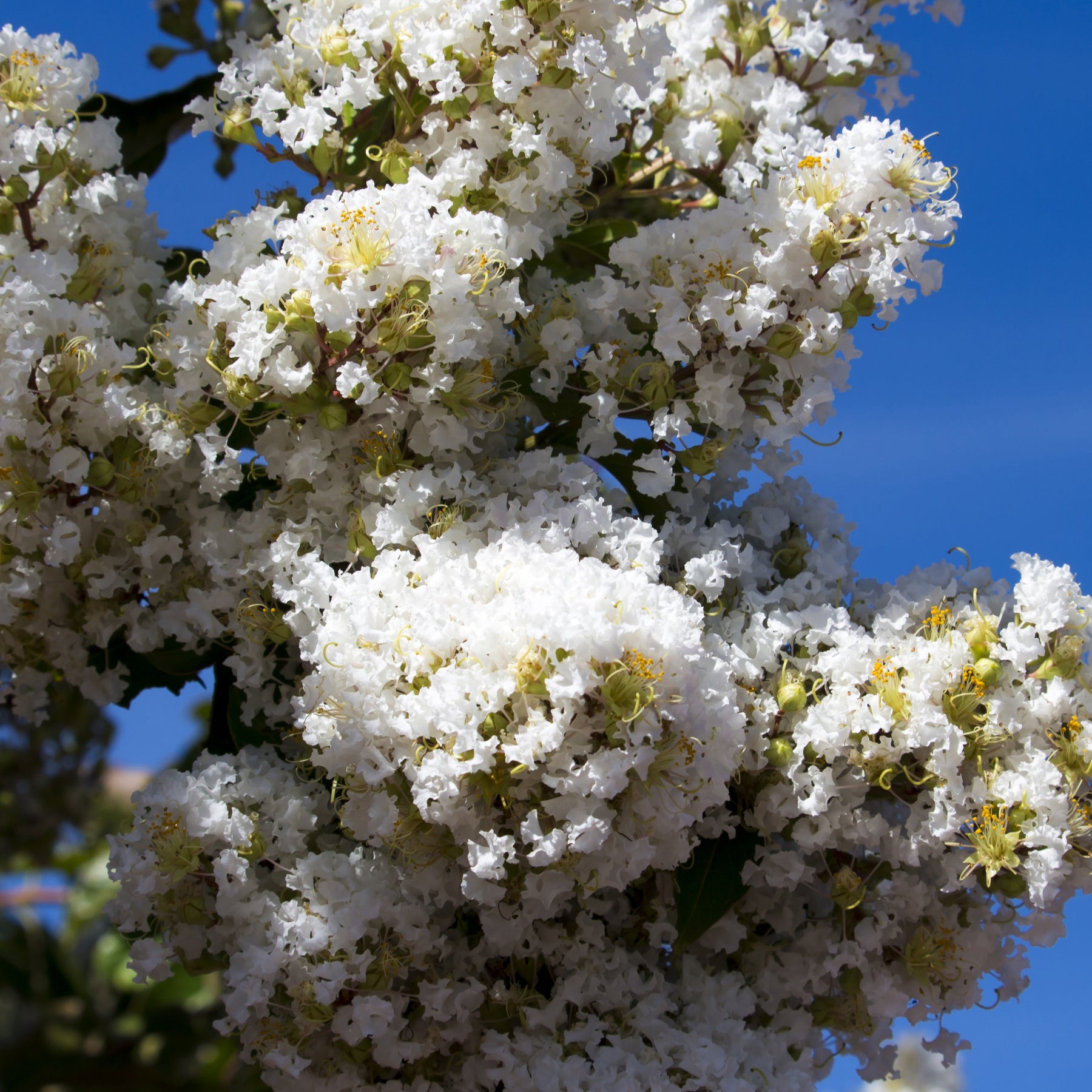 Vente Lilas des Indes blanc