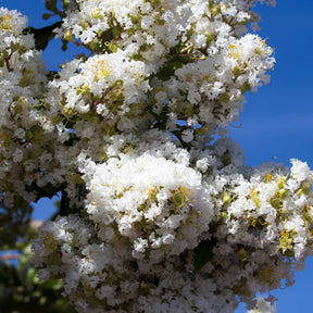 Vente Lilas des Indes blanc