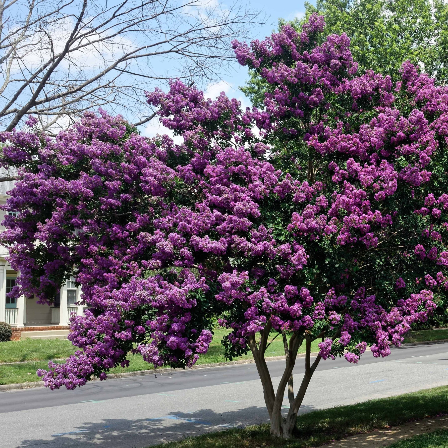 Lilas des Indes violet - Willemse