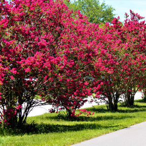 Lagerstroemia indica - Collection de 3 Lilas des Indes : rouge, violet, blanc - Lilas des Indes