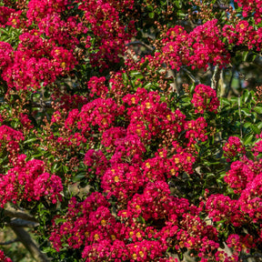 Lilas des Indes rouge - Lagerstroemia indica Red Imperator - Willemse