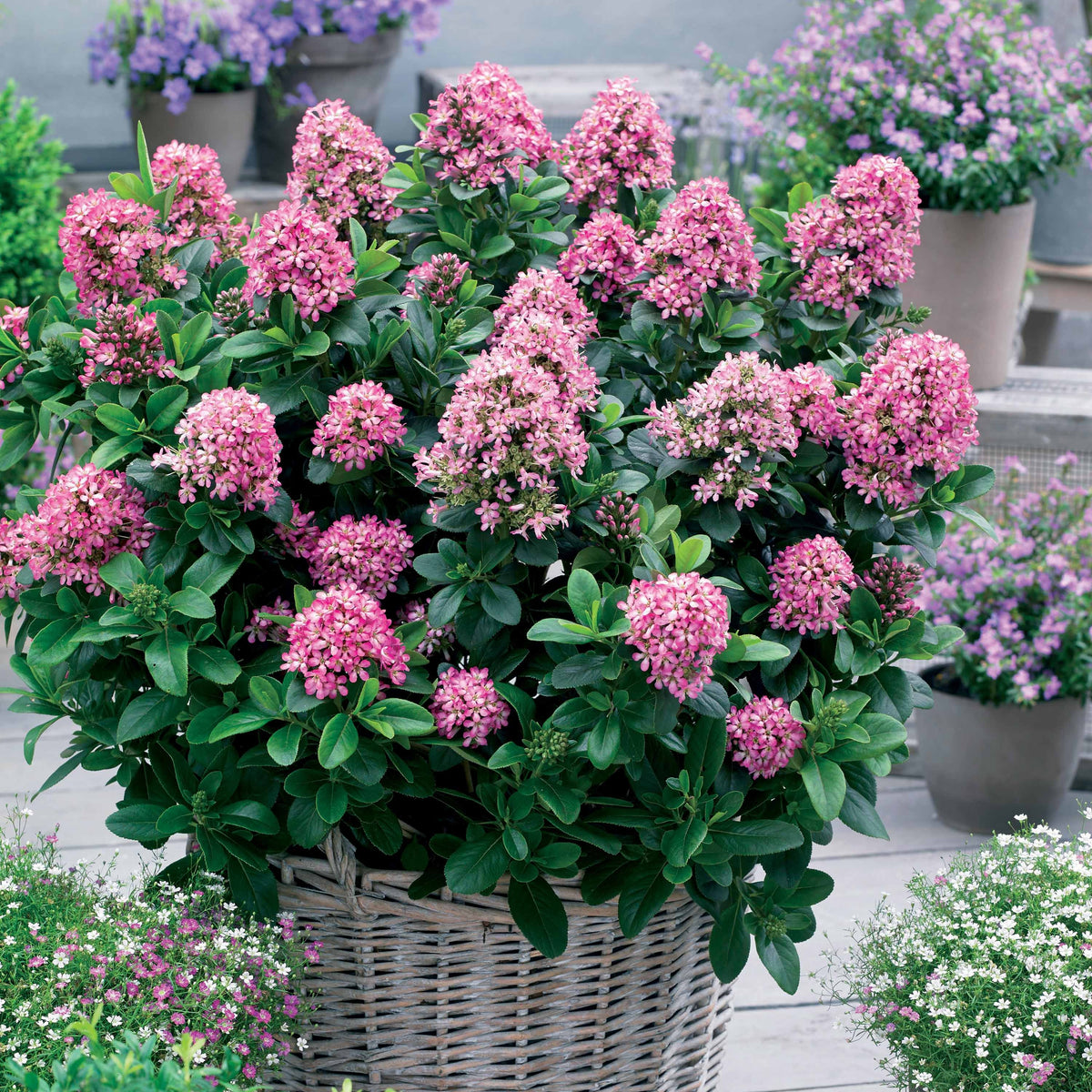 Escallonia Pink Elle - Escallonia laevis Pink Elle - Willemse