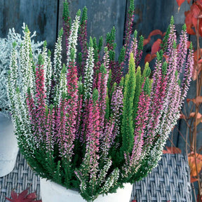 3 bruyères d'été blanche, rouge, rose en mélange - Calluna vulgaris - Willemse