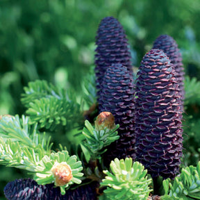 Conifères - Sapin de Corée - Abies koreana