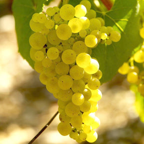 Vigne Chardonnay - Vitis vinifera chardonnay - Willemse